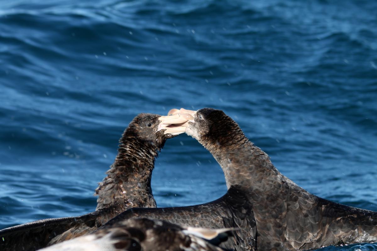 Northern Giant Petrel (Macronectes halli)
